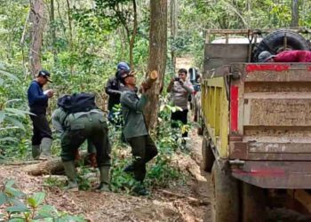 KPH Banten Berhasil Mengamankan Puluhan Potong Kayu Hasil Perambahan Hutan di Lahan Milik Perum Perhutani Lebak Selatan