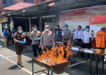 Polresta Sorong Kota Musnahkan Ganja, Masuk Jayapura Melalui Jalur Laut