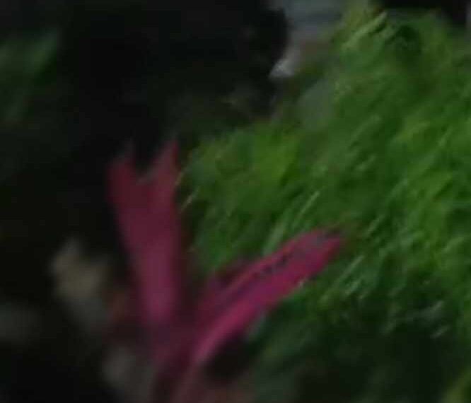 Mahasiswa Minta Bupati Serang Tindak Tegas Oknum Kepala Desa Kepergok Ngamar